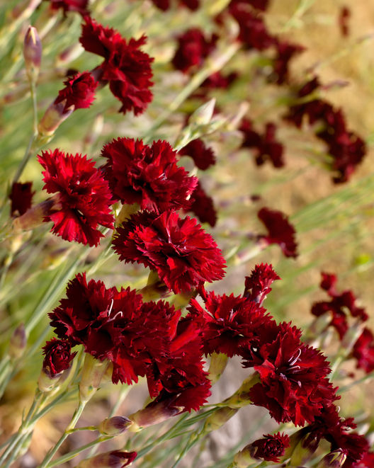 Scarlet Carnation